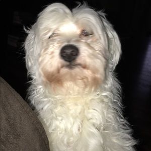 Meet your Posher, Monty